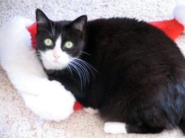 Whiskers on Santa Hat
she lov santa hat
