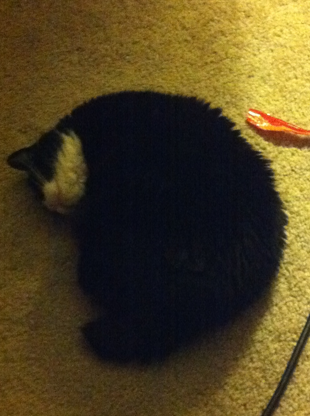 Whiskers (Orb Forme)
Keywords: whiskers