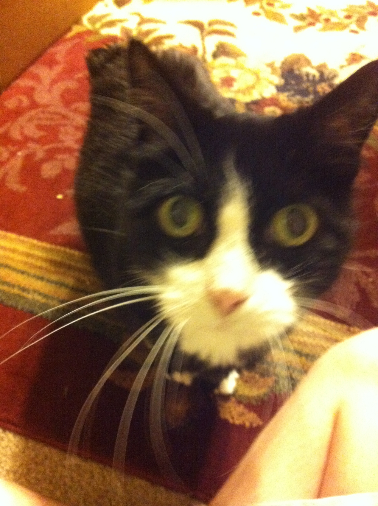 Whiskers (Excited Forme)
Keywords: whiskers