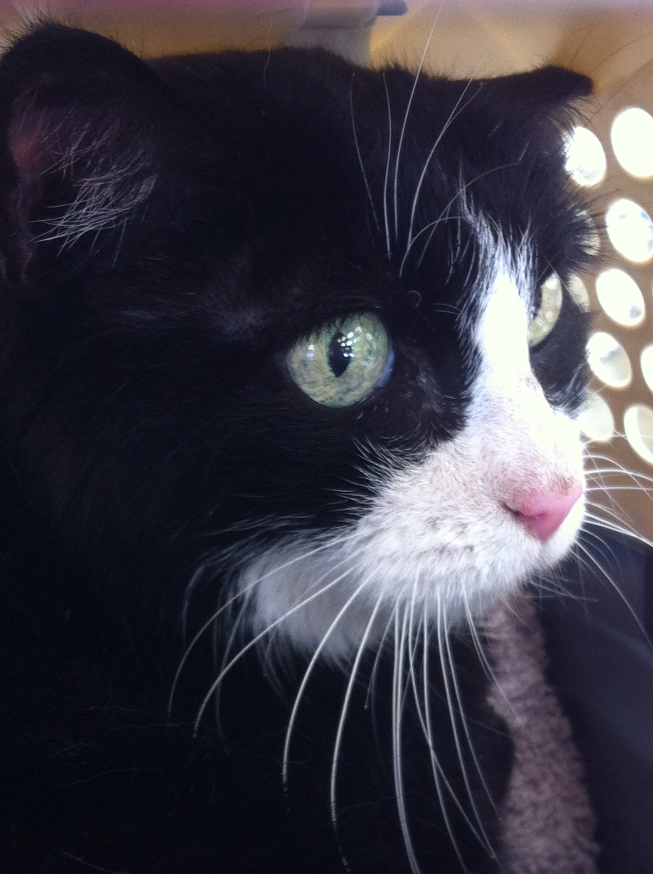 Whiskers, contained safely by SCP staff
Keywords: whiskers