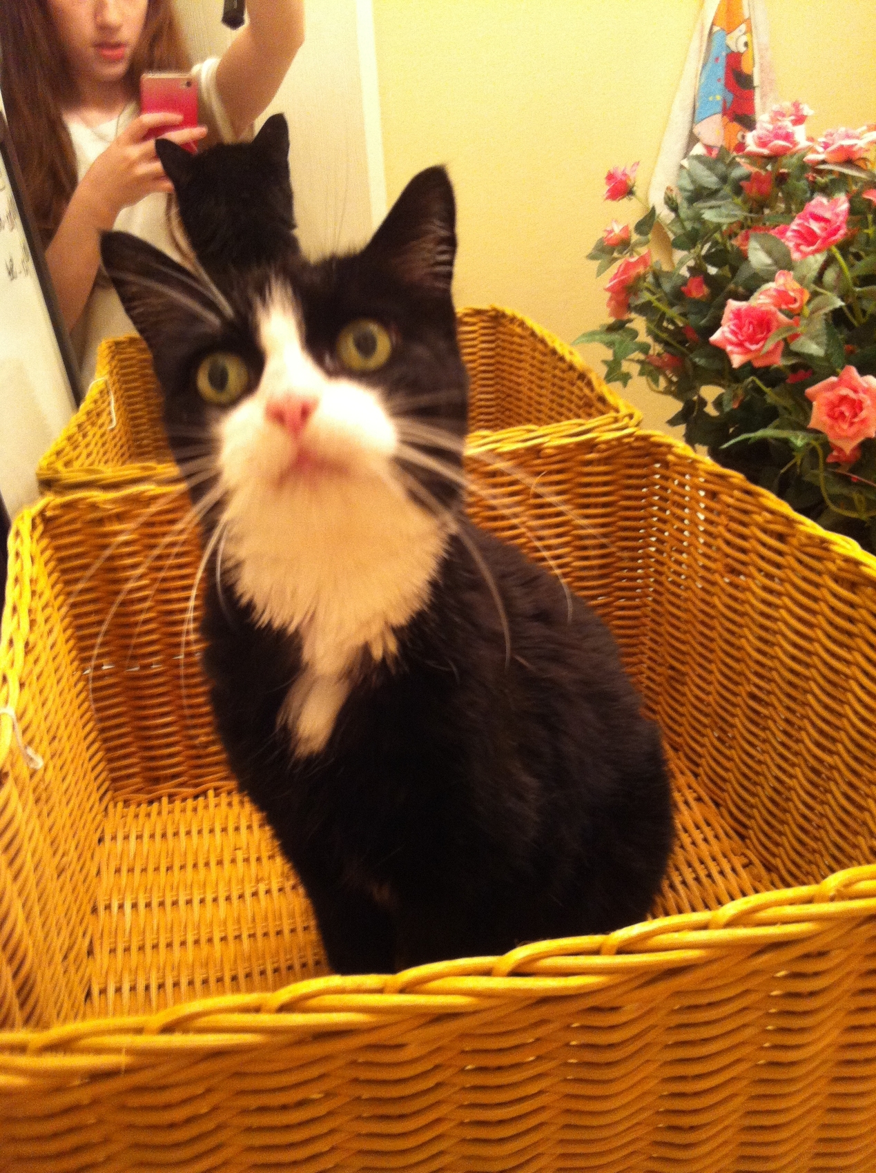 Whiskers (Basket Forme)
Keywords: whiskers